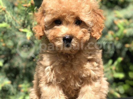Koyu Aplıcot Renk Orjinal Toy Poodle Yavrumuz