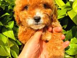 Party Colour Red Toy Poodle