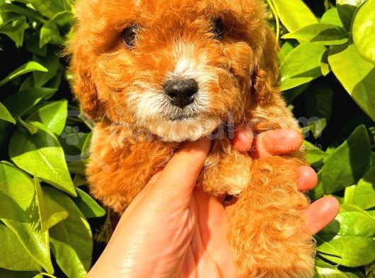 Party Colour Red Toy Poodle görsel
