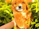 Party Colour Red Toy Poodle