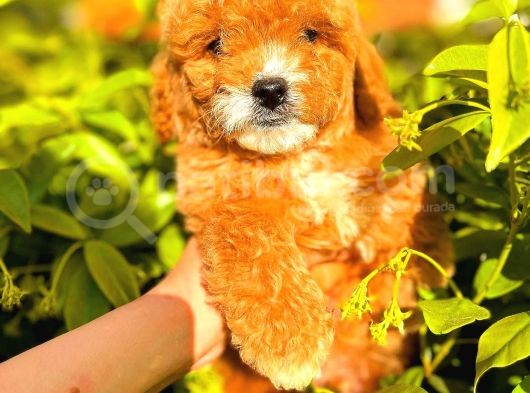 Party Colour Red Toy Poodle