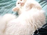 Scottish Longhair