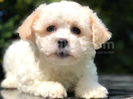 Görenleri Güzelliğiyle Hayran Bırakan Maltipoo Yavrumuz