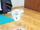 Scottish Longhair