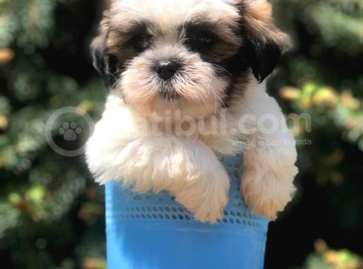Three Color Xs Morkie Yavrumuz görsel
