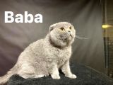 Kendi̇ Safkan Kedi̇mi̇n Yavrulari Sahi̇plendi̇ri̇lmeye Hazir