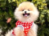 Safkan Teddy Bear Pomeranian Yavrularımız