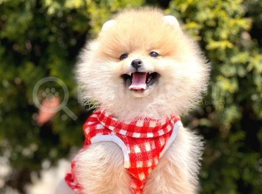 Safkan Teddy Bear Pomeranian Yavrularımız görsel