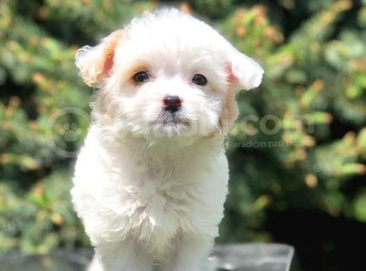 Xs Wc Eğitimli Maltipoo Yavrumuz görsel