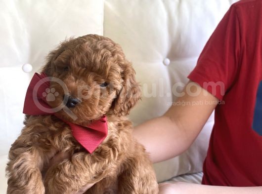 Toy Poddle Yavruları görsel
