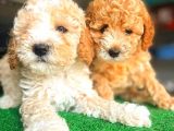 Toy Poodle Di̇şi̇ Bebekler