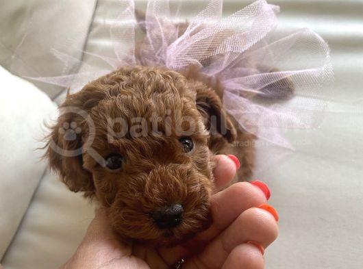 Toy Poddle Yavruları