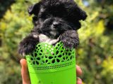 Özel ve Nadir Renkteki Black Maltipoo Yavrumuz