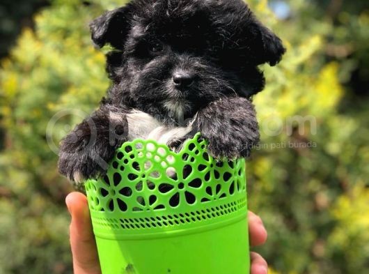 Özel Ve Nadir Renkteki Black Maltipoo Yavrumuz