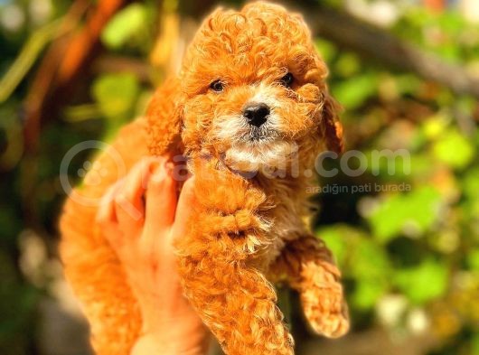 Red Toy Poodle Üst Kali̇te görsel