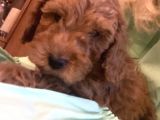 Toy Poodle Anne Altından 2 Aylık Red Yavru