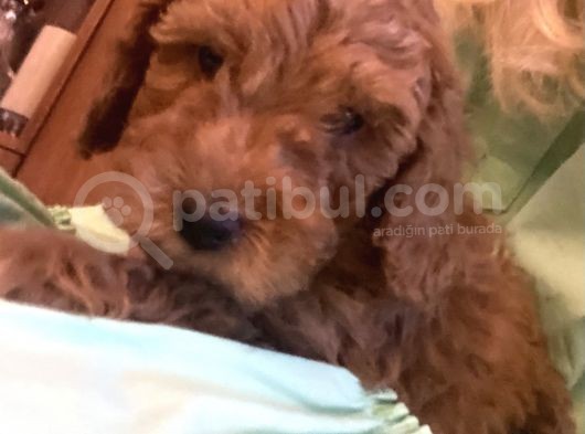 Toy Poodle Anne Altından 2 Aylık Red Yavru görsel