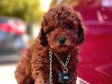 Red Brown Toy Poodle