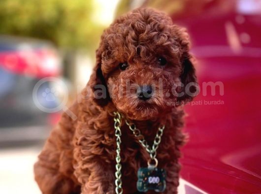 Red Brown Toy Poodle
