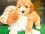 Toy Poodle Di̇şi̇ Bebekler