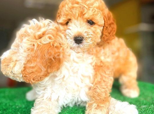 Toy Poodle Di̇şi̇ Bebekler