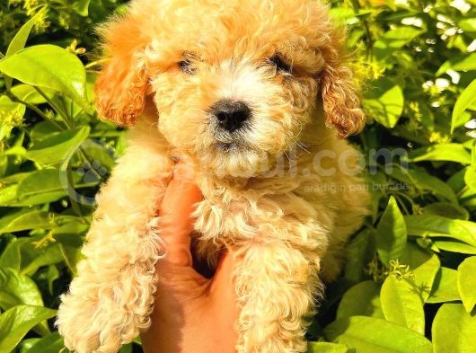 Apricot Toy Poodle