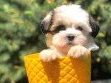Xs Dizayn Irk Morkie Yavrumuz