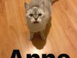 Kendi̇ Safkan Kedi̇mi̇n Yavrulari Sahi̇plendi̇ri̇lmeye Hazir