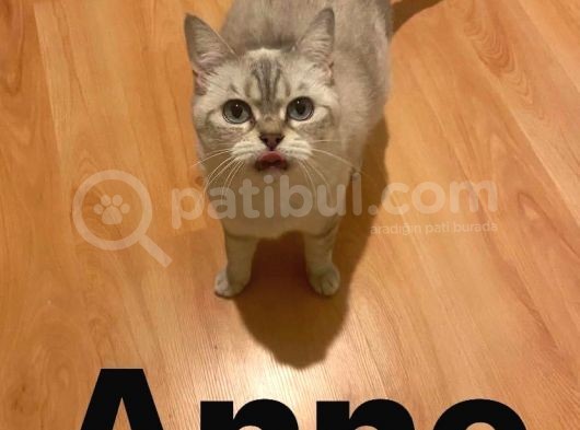 Kendi̇ Safkan Kedi̇mi̇n Yavrulari Sahi̇plendi̇ri̇lmeye Hazir görsel