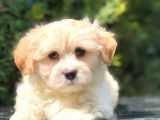 Apricot Renk F2 Maltipoo Yavrumuz