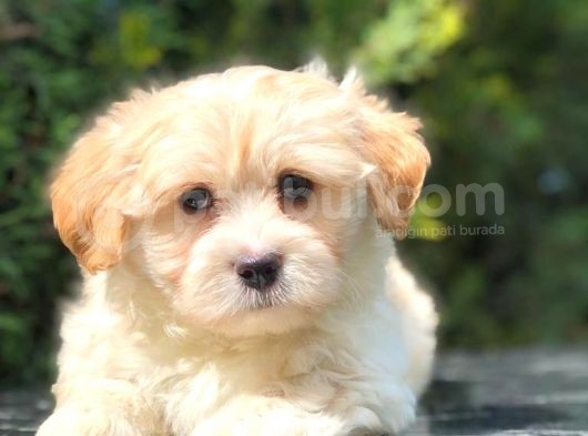 Apricot Renk F2 Maltipoo Yavrumuz görsel