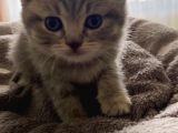 Kendi̇ Safkan Kedi̇mi̇n Yavrulari Sahi̇plendi̇ri̇lmeye Hazir
