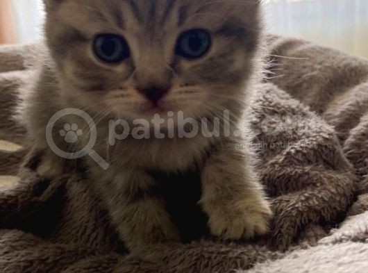 Kendi̇ Safkan Kedi̇mi̇n Yavrulari Sahi̇plendi̇ri̇lmeye Hazir görsel