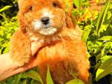 Party Colour Red Toy Poodle