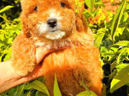 Party Colour Red Toy Poodle görsel