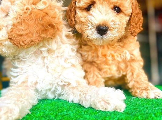 Toy Poodle Di̇şi̇ Bebekler görsel