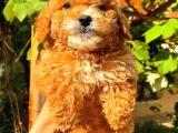 Red Toy Poodle Üst Kali̇te