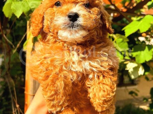 Red Toy Poodle Üst Kali̇te