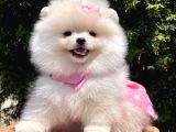 Safkan Teddy Bear Pomeranian Yavrularımız