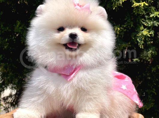 Safkan Teddy Bear Pomeranian Yavrularımız
