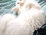 Scottish Longhair