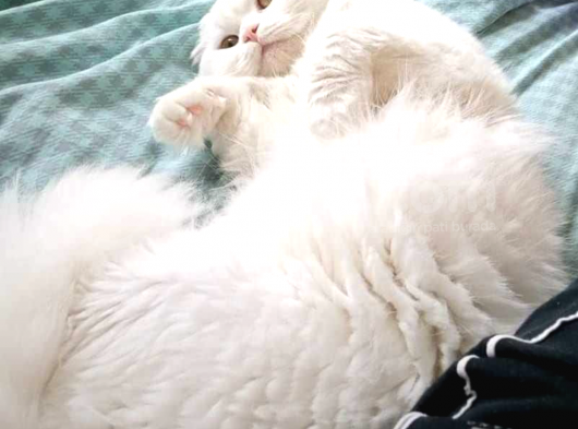 Scottish Longhair görsel
