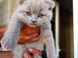 Cokmu Çok Tatlı Scottish Fold Gri