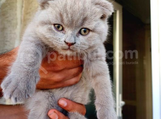 Cokmu Çok Tatlı Scottish Fold Gri