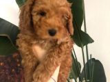 Toy Poodle Anne Altından 2 Aylık Red Yavru