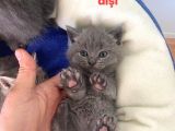 Kendi̇ Safkan Kedi̇mi̇n Yavrulari Sahi̇plendi̇ri̇lmeye Hazir