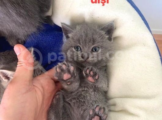 Kendi̇ Safkan Kedi̇mi̇n Yavrulari Sahi̇plendi̇ri̇lmeye Hazir görsel