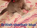 Kendi̇ Safkan Kedi̇mi̇n Yavrulari Sahi̇plendi̇ri̇lmeye Hazir