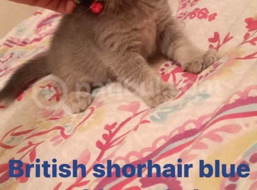 Kendi̇ Safkan Kedi̇mi̇n Yavrulari Sahi̇plendi̇ri̇lmeye Hazir görsel