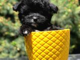 Özel Ve Nadir Renkteki Black Maltipoo Yavrumuz